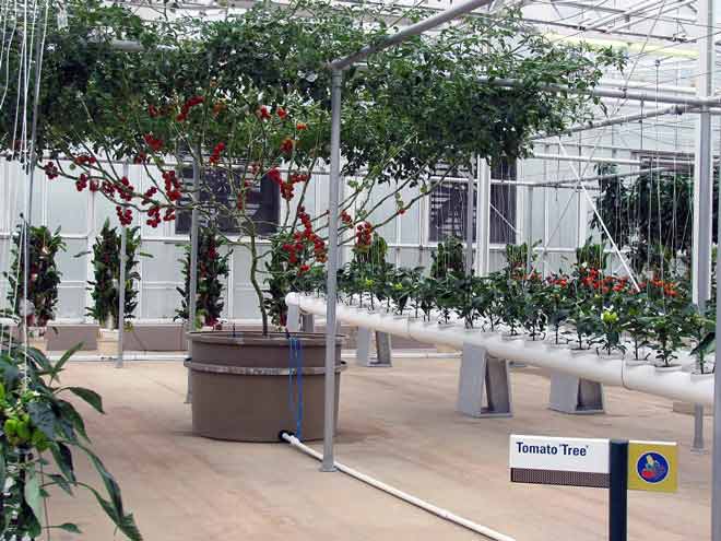 Гибридный сорт томат-дерева Спрут F1 просто удивляет своими размерами