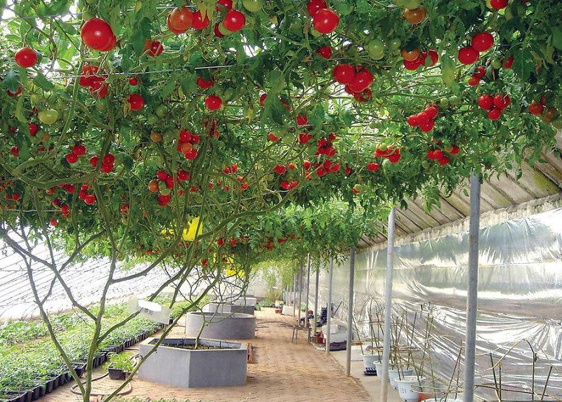 Гибридный сорт томат-дерева Спрут F1 просто удивляет своими размерами
