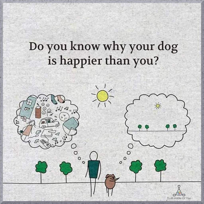 Знаете ли вы, почему ваша собака счастливее вас?