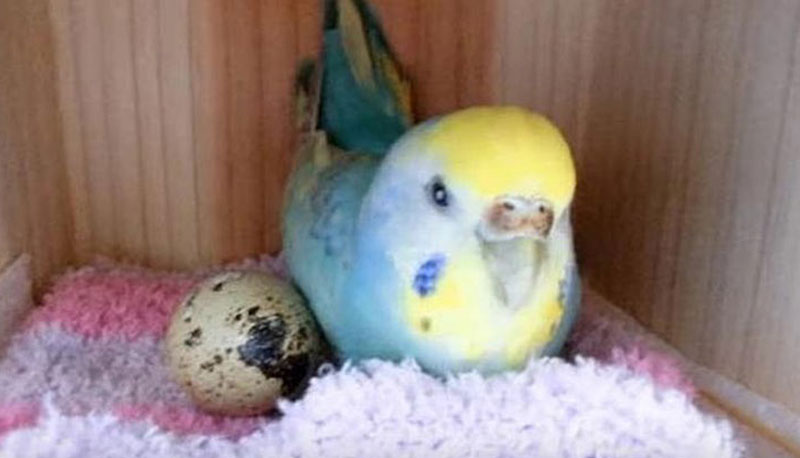 Известный блогер положила перепелиное яйцо в клетку к своему попугаю. Вот что вышло!