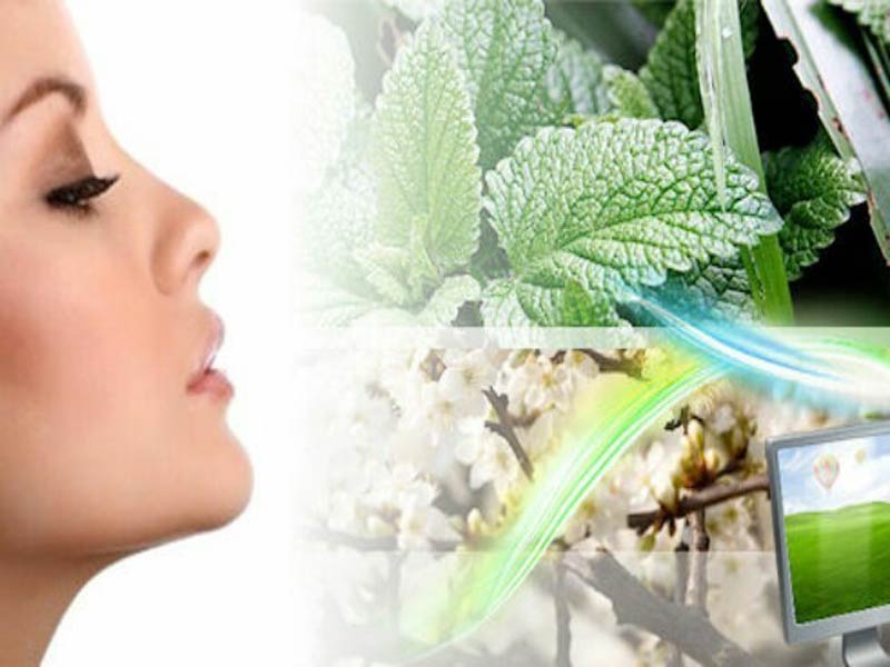 Как запахи влияют на организм человека