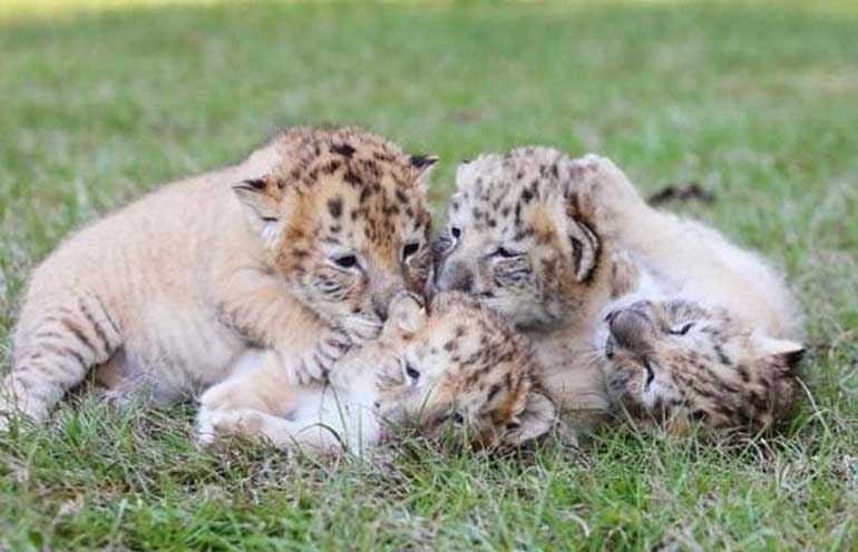 Нереально красивые малыши белого льва и белой тигрицы!