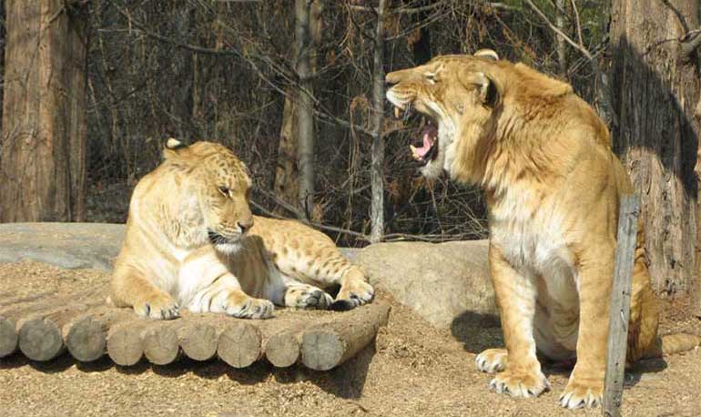Нереально красивые малыши белого льва и белой тигрицы!