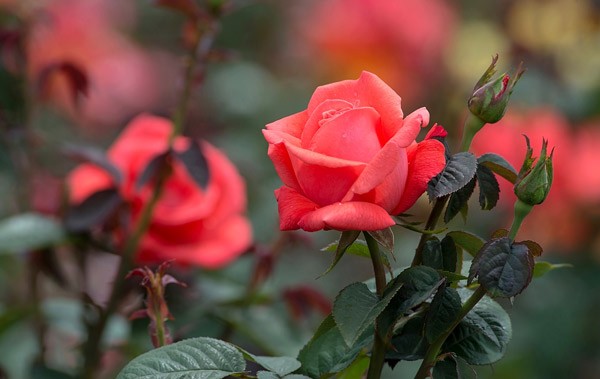 Получили красивый букет роз? Мы научим как из них получить хороший куст в вашем саду!