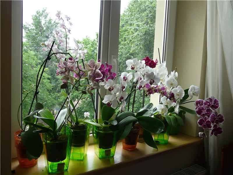 Почему орхидея не самое подходящее растение для выращивания дома?