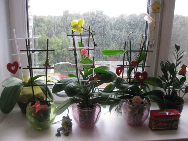 Почему орхидея не самое подходящее растение для выращивания дома?