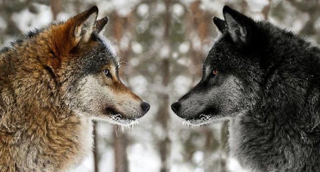 Притча про двух волков. Вы прочитаете ее за 20 секунд, а будете помнить вечно!