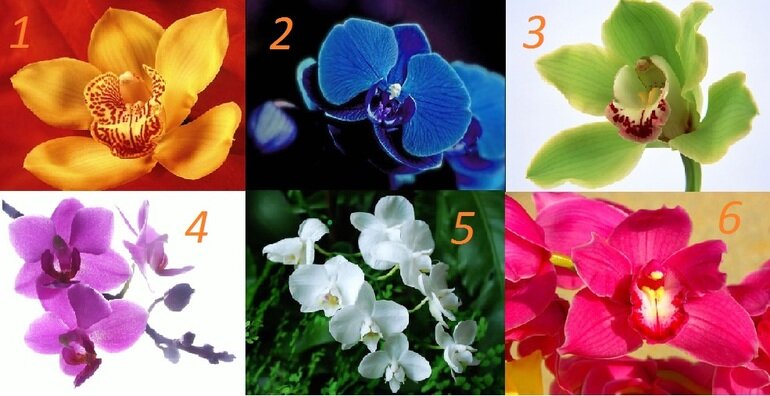 Выберите одну орхидею
