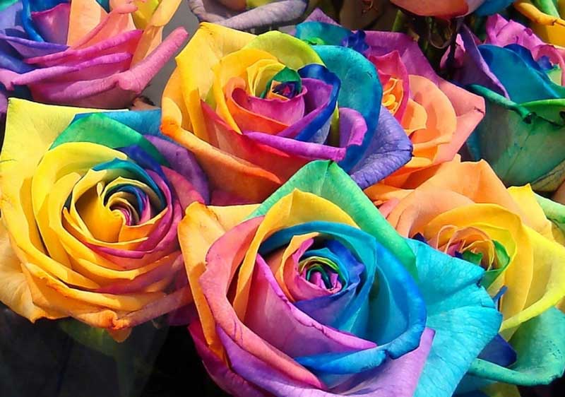 ТОП 9 самых дорогих цветов на свете