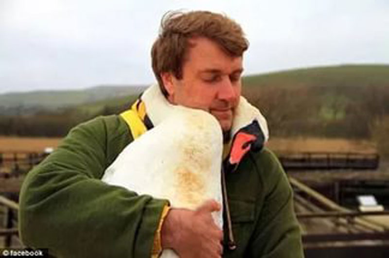 Удивительная история! Как лебедь отблагодарил журналиста за спасение своей жизни