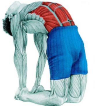 10 упражнений на растяжку: как тянутся мышцы спины и живота на самом деле. Изображение номер 6