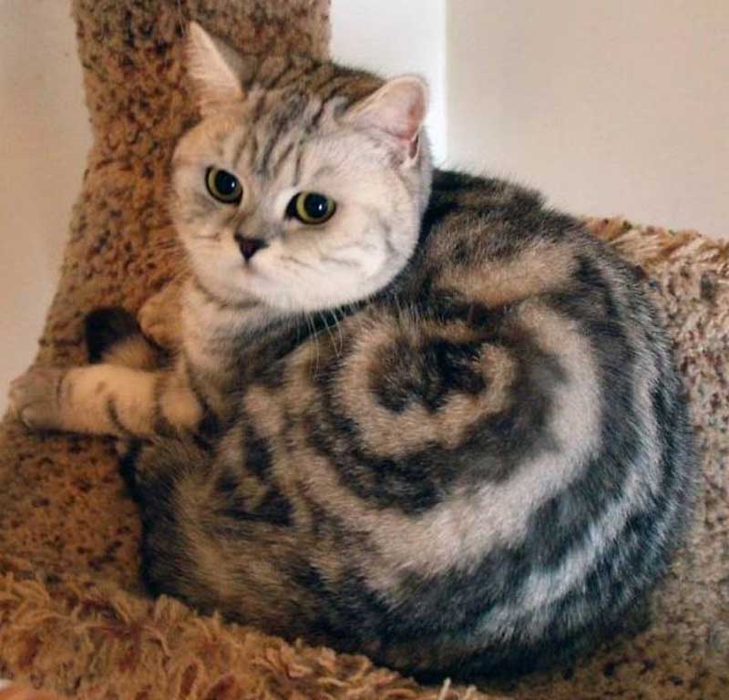 10 кошек с самым необычным окрасом шерсти