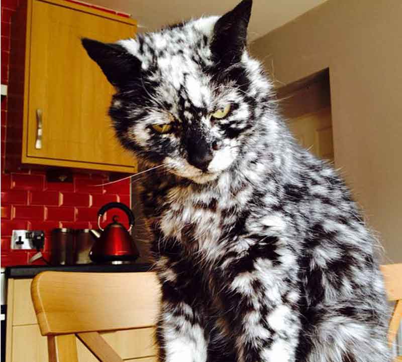 10 кошек с самым необычным окрасом шерсти