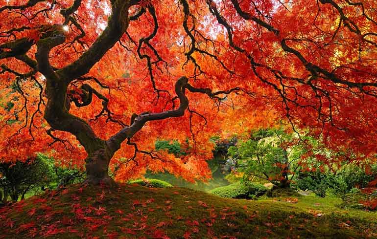 16 сказочных деревьев мира. Такую красоту Вы точно нигде не повстречали!