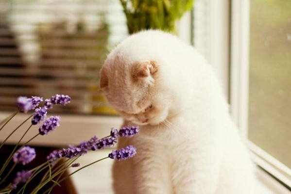 pet-safe-plants-cat